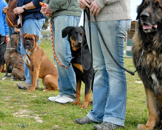 How to start with Obedience Training - Bestia Dog Sport