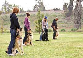 Obedience Dog Training: Intermediate Level - Bestia Dog Sport