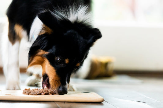 How to Feed Your Overweight Dog: Tips for Healthy Weight Loss