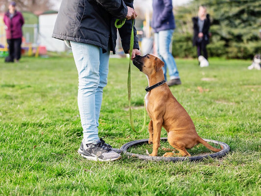 Pro Training: Reinforcement Schedules - Bestia Dog Sport