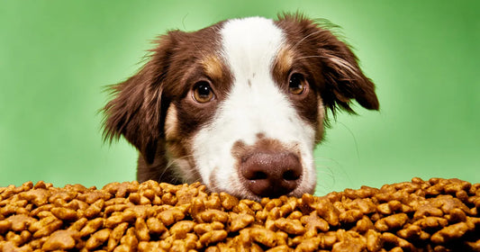 Proper Feeding of Dogs: Nutrition Tips for a Healthy, Active Life