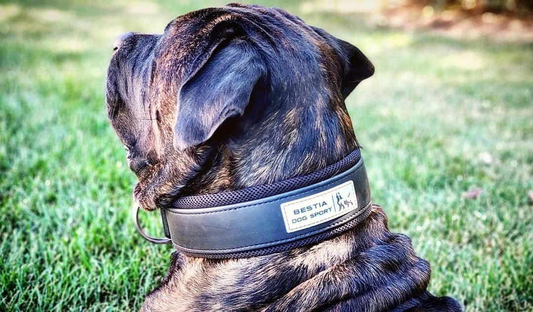 BESTIA DOG SPORT COLLAR - Bestia Dog Sport